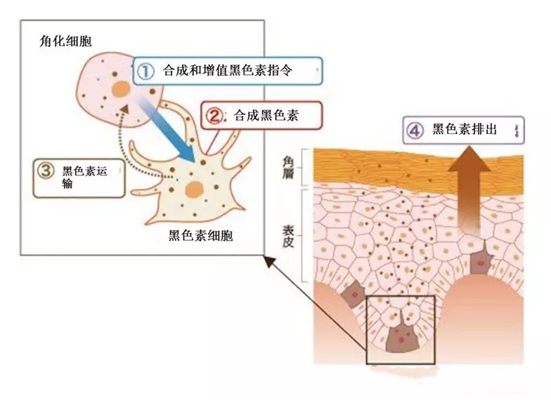 脸上有斑用什么护肤品祛斑效果好,40岁女人脸上长斑怎样有效祛斑