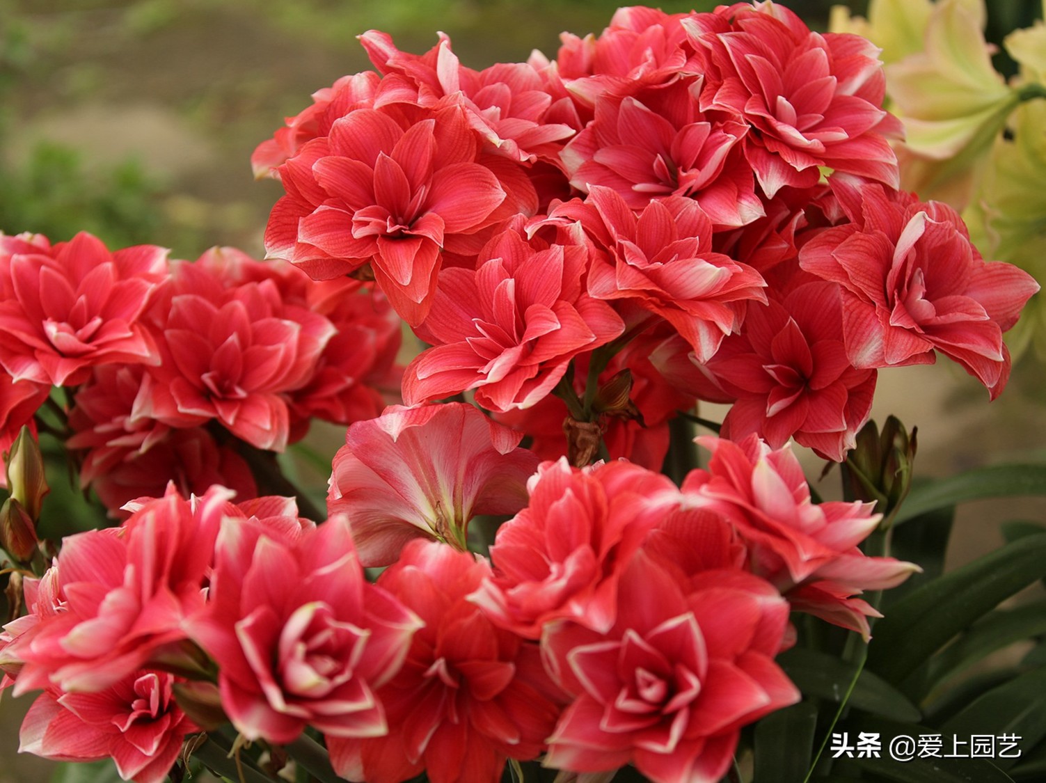 鏈遍《绾㈠井淇＄兢,鏈遍《绾㈢兢