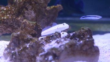 色彩斑斓的海底珊瑚,五彩缤纷的海洋生物视频