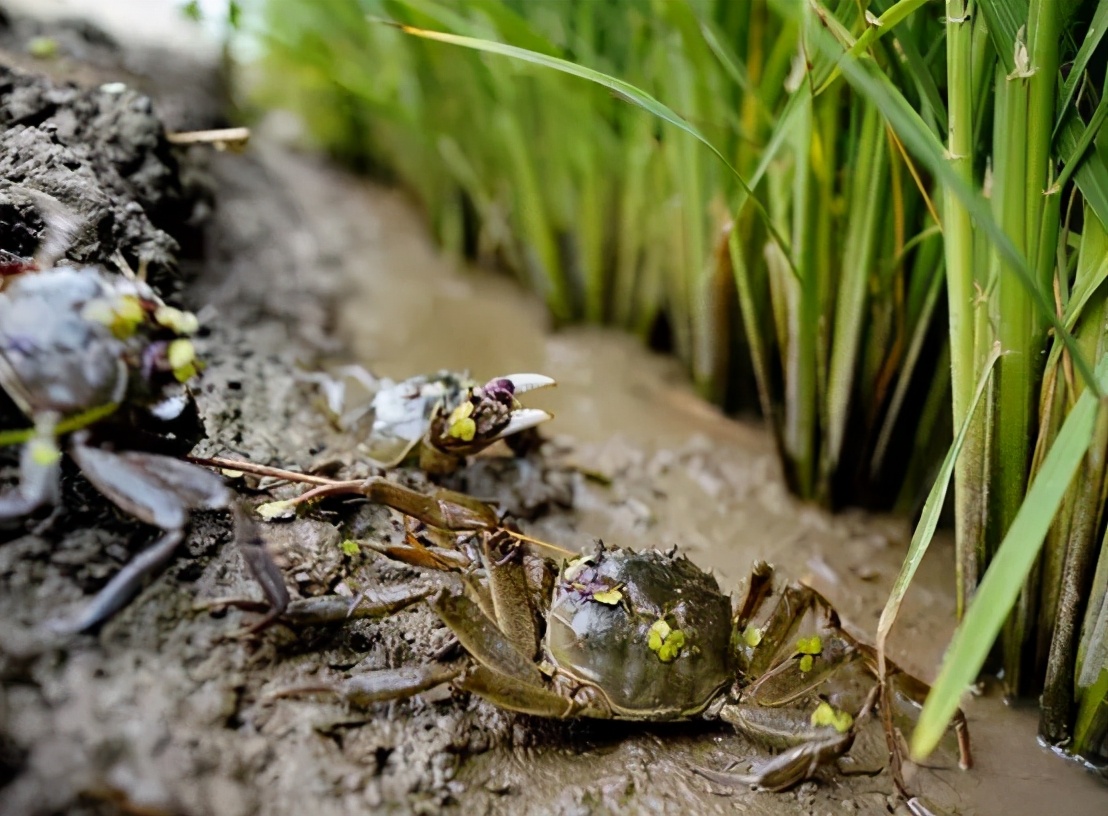 蟹苗夹草怎么回事,蟹夹草是什么原因引起的