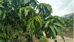 金煌芒果控梢及催花技术,芒果控梢用什么药最佳