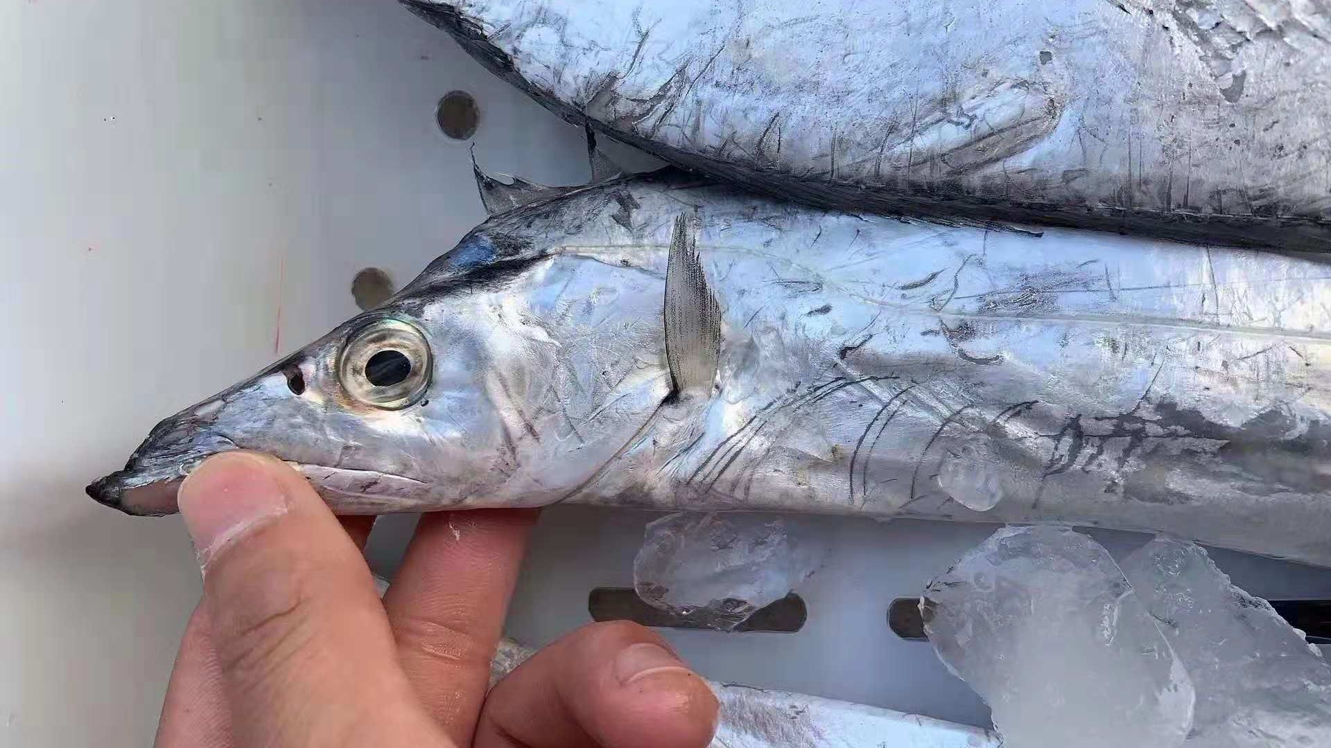 带鱼最好的是什么品种,带鱼你知道怎么挑选吗