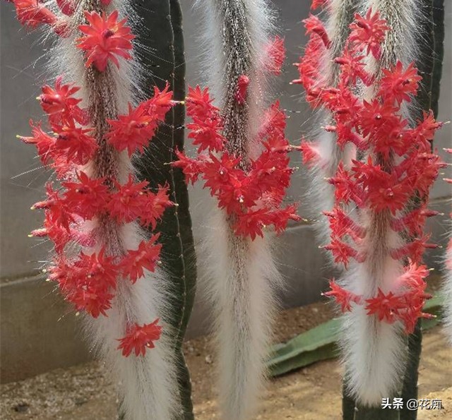 猴尾柱花苞的样子,猴尾柱开花品种大全