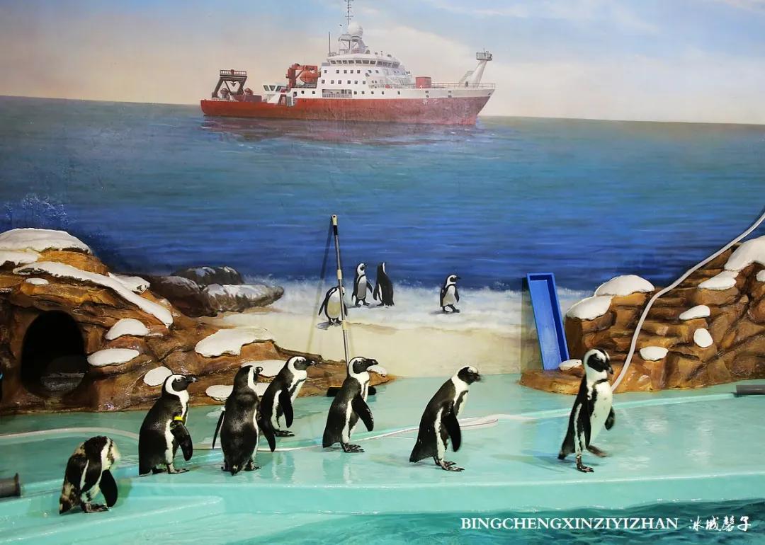 走进哈尔滨完整视频,走进哈尔滨海洋馆