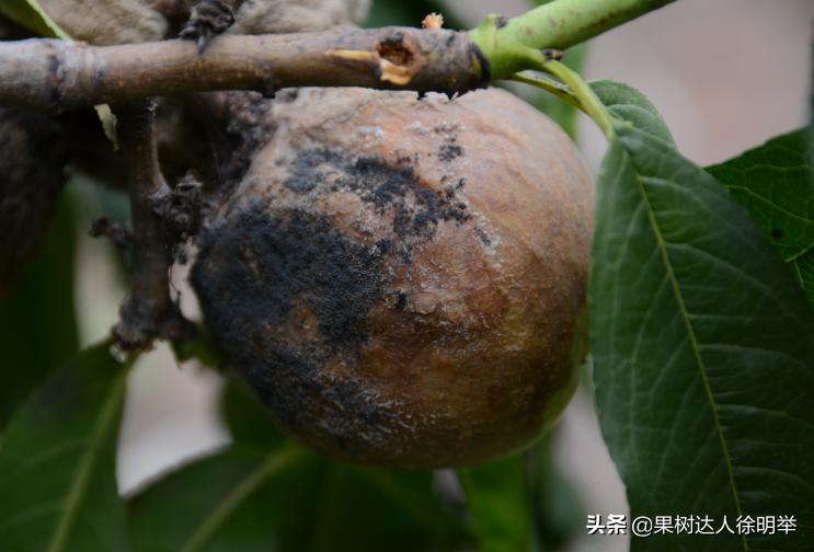 桃树主干形修剪技术有哪些,主干形桃树的夏季修剪方法完整版