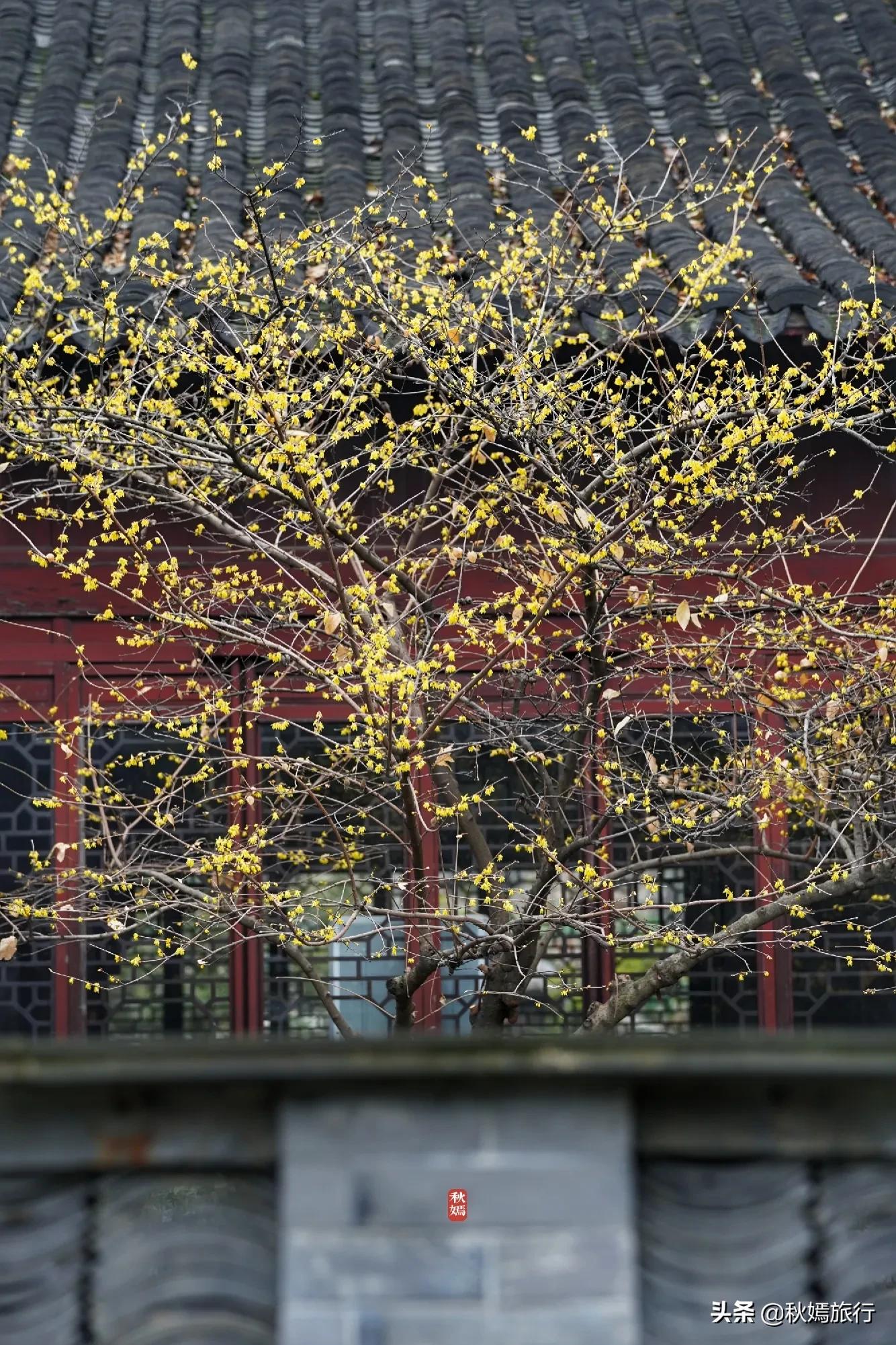 冬游常熟燕园赏蜡梅花,方桥头梅干菜扣肉饼5元一只,顾客盈门