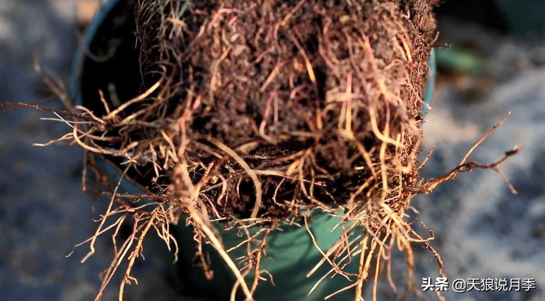 新长的月季叶子卷曲萎蔫怎么回事,月季叶子绿的就蔫了