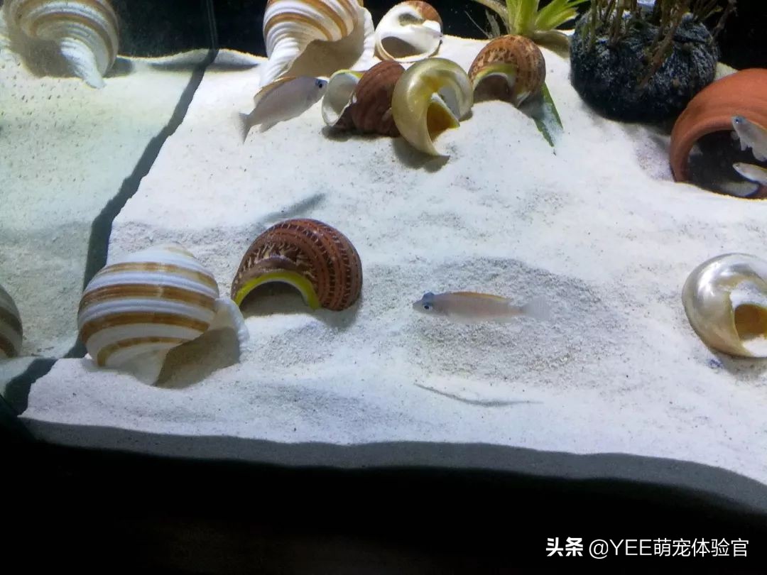 三湖慈鲷原生环境,坦湖最好看的慈鲷