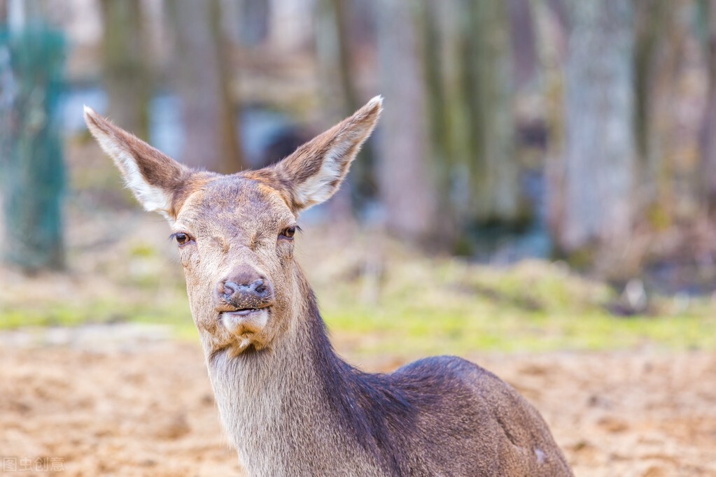 那些非常罕见的动物你见过哪些,十种可爱的小动物后面有什么秘密
