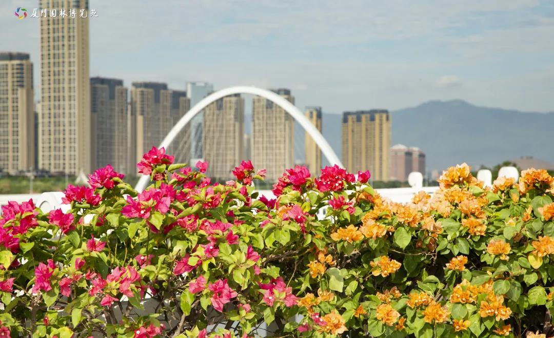 厦门最近哪里的花海最好看,江岭向日葵花海美成童话