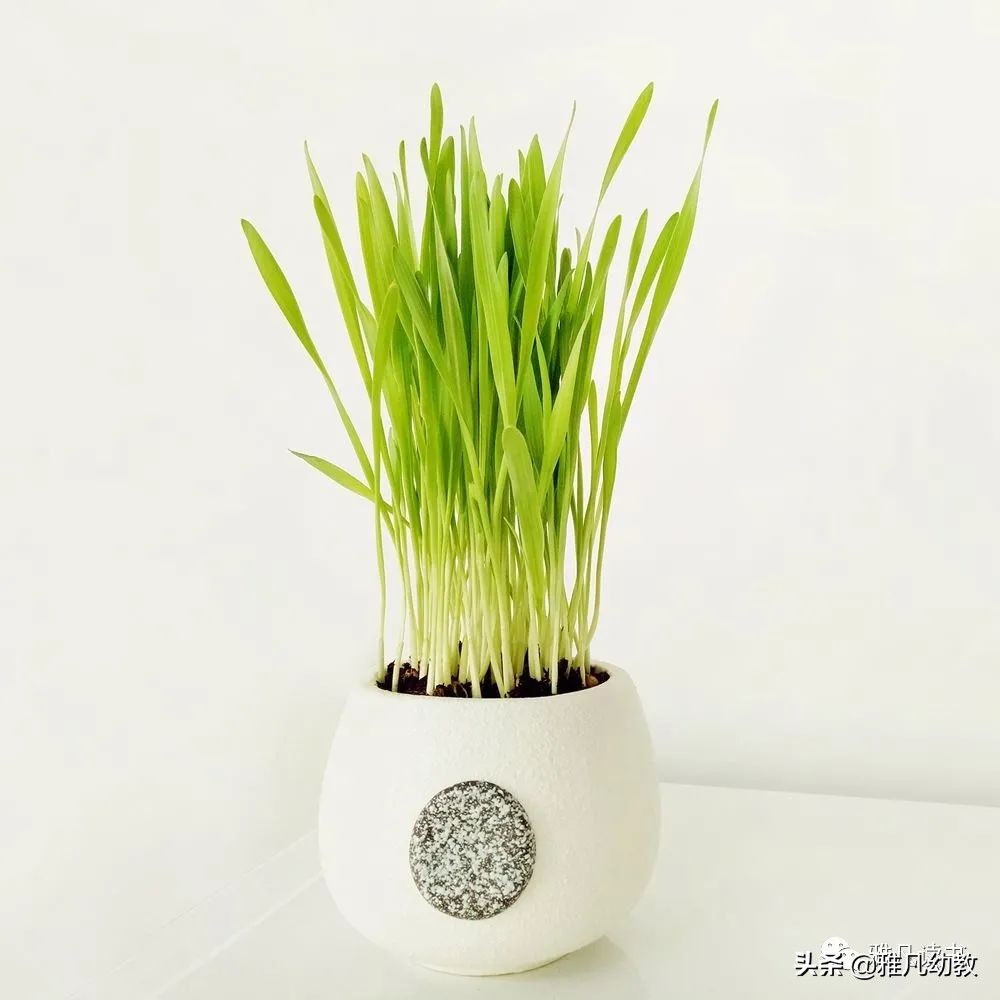 感恩节幼儿园新颖活动,感恩节创意活动幼儿园主题活动