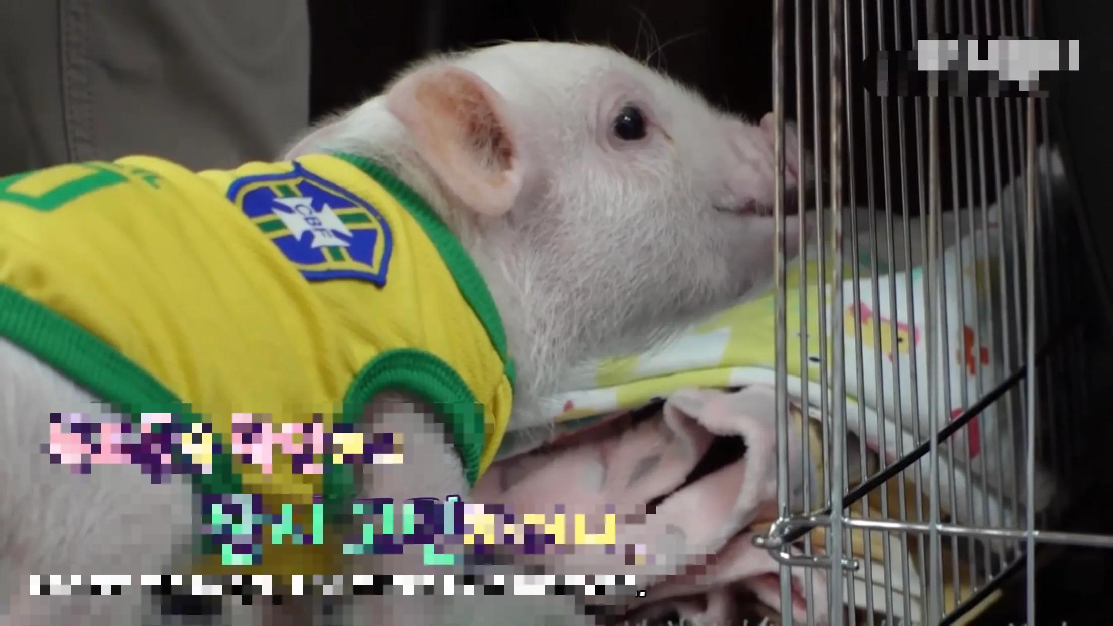 小猪的智商高达多少 (韩国最聪明的小猪)