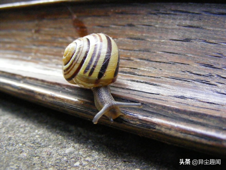 最漂亮的蜗牛图片,100幅蜗牛图片