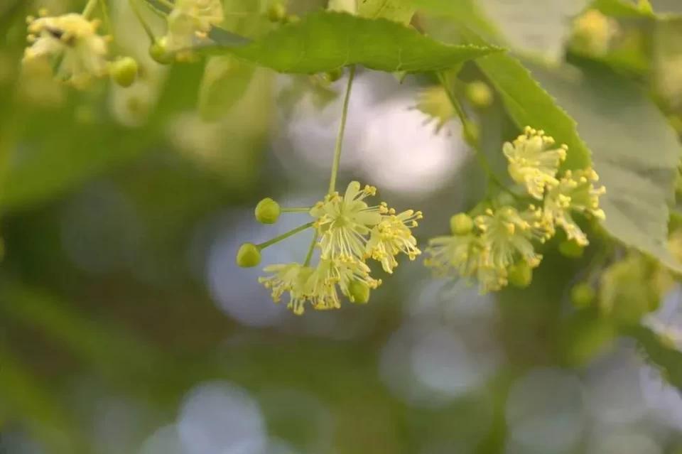 东北黑蜂雪蜜是骗人的吗,东北黑蜂椴树雪蜜真假