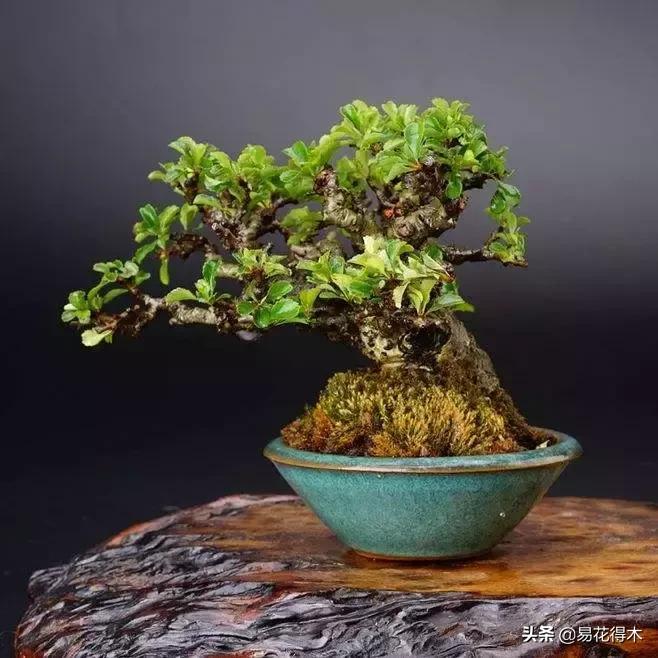 日本长寿梅欣赏,日本长寿梅盆景枝条养护