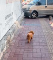 搞笑段子：骑上我心爱的小乌龟