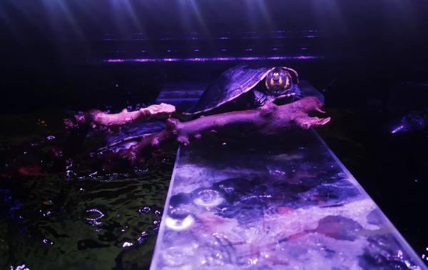 黄头龟在鱼缸里怎么晒背,鱼缸养黄头龟可以不晒台吗