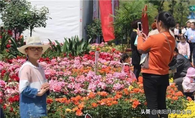 南阳月季欣赏的地方,南阳大月季