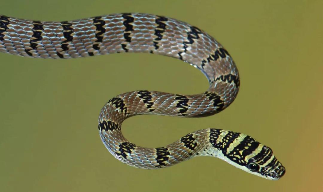 金花蛇飞行原理,没有翅膀也能飞中国科学家