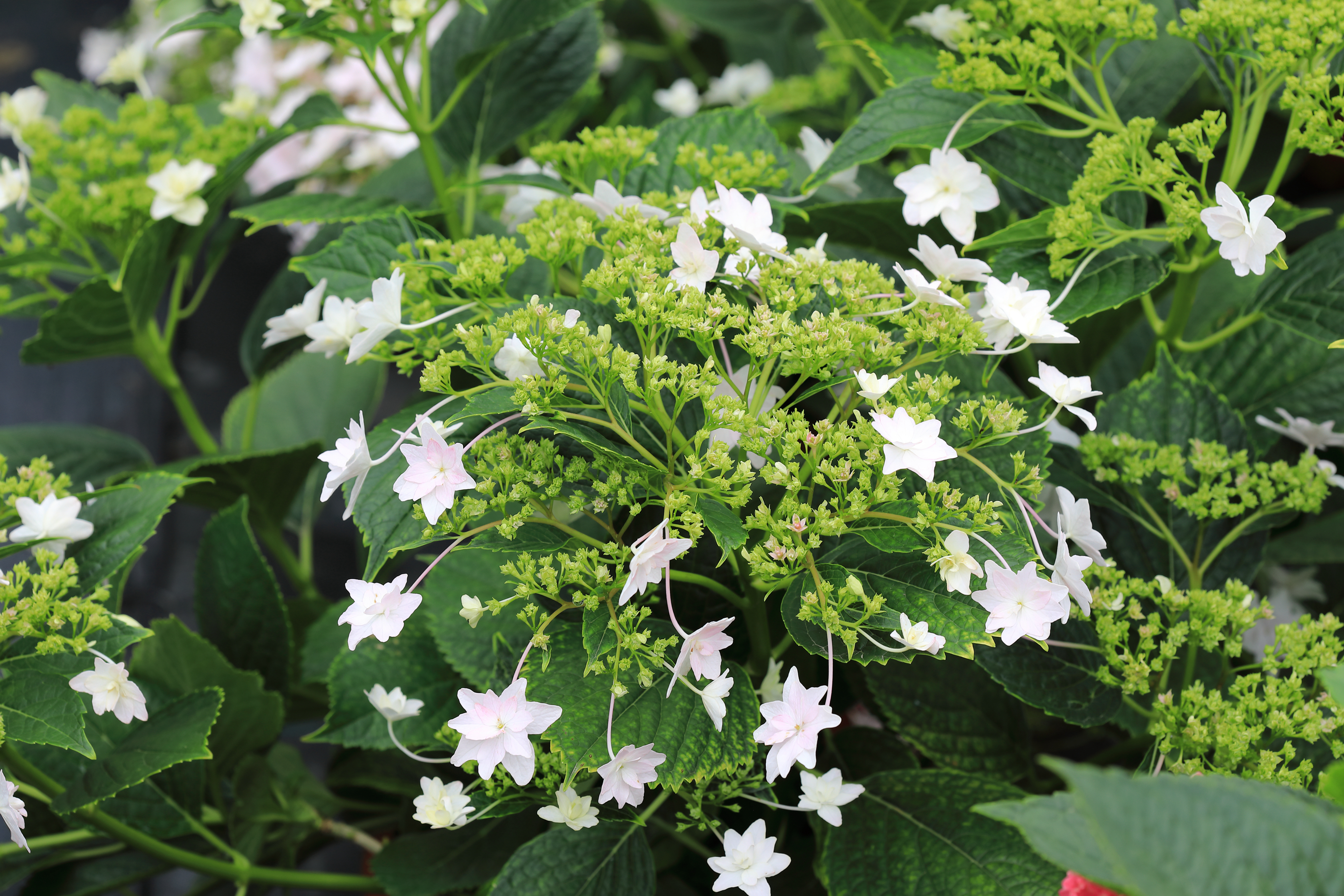 辰山植物园迎春花展,辰山植物园荷花展时间