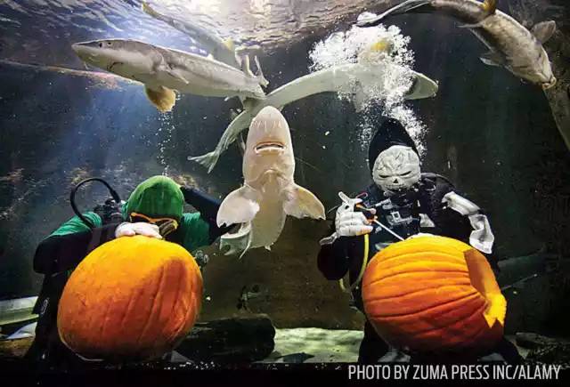 自由潜水怎么玩,潜水20个基本技巧