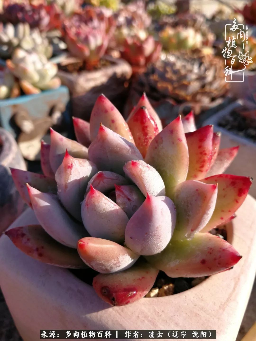 秋闲赏多肉，话育儿，亲生的自家娃，总有一刻让你怦然心动