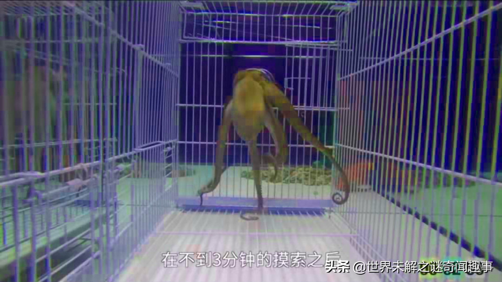 动物智商未来能超越人类吗,如果动物智商超过了人类会怎么样