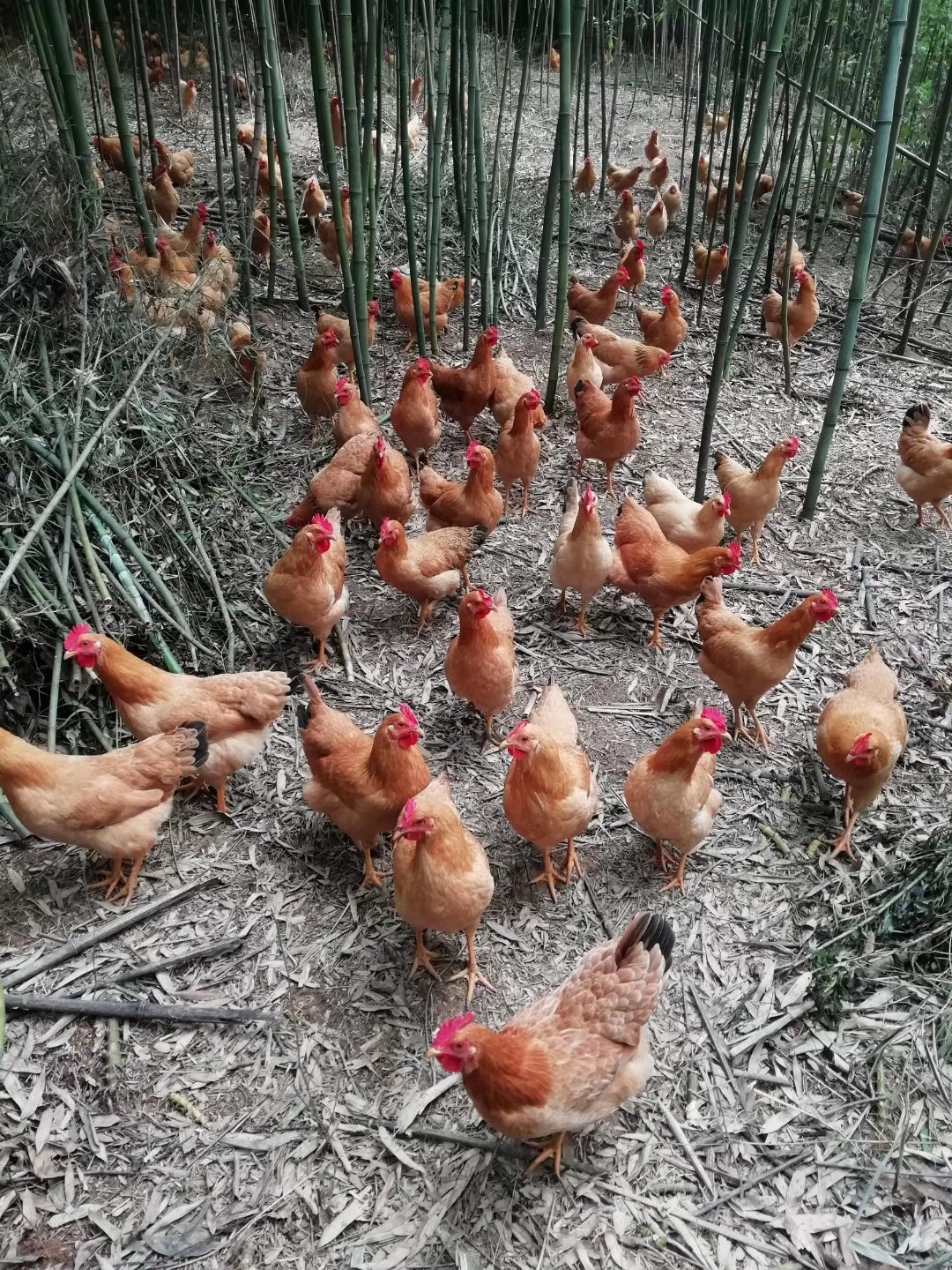 鸡肝脏破裂什么原因引起,鸡肝脏肿大是什么原因