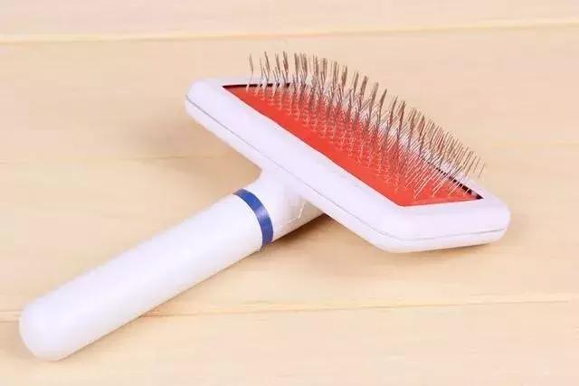 泰迪的饲养方法及注意事项,泰迪饲养的6个小方法