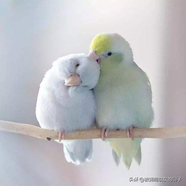 4种可以养的鹦鹉,儿童养鹦鹉应该养什么种类的鹦鹉