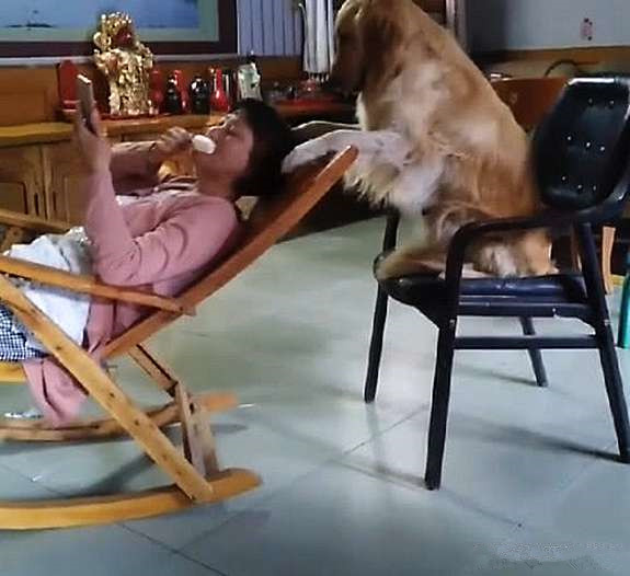 饲养金毛的6大“禁忌行为”,饲养金毛的注意事项