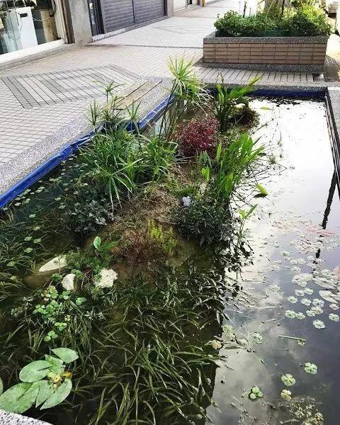 鱼池如何改造成花池,花池改鱼池如何做过滤