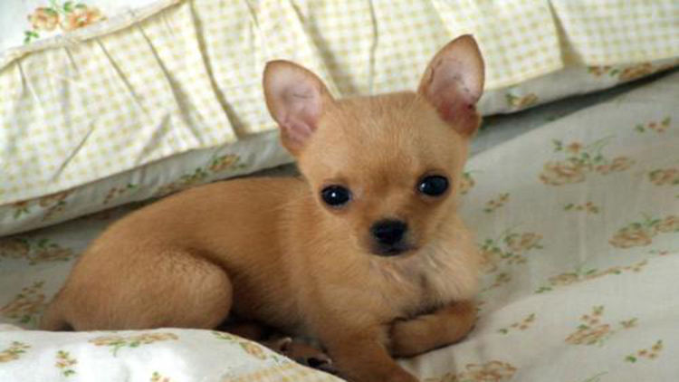 吉娃娃固定神器,吉娃娃遛娃神器