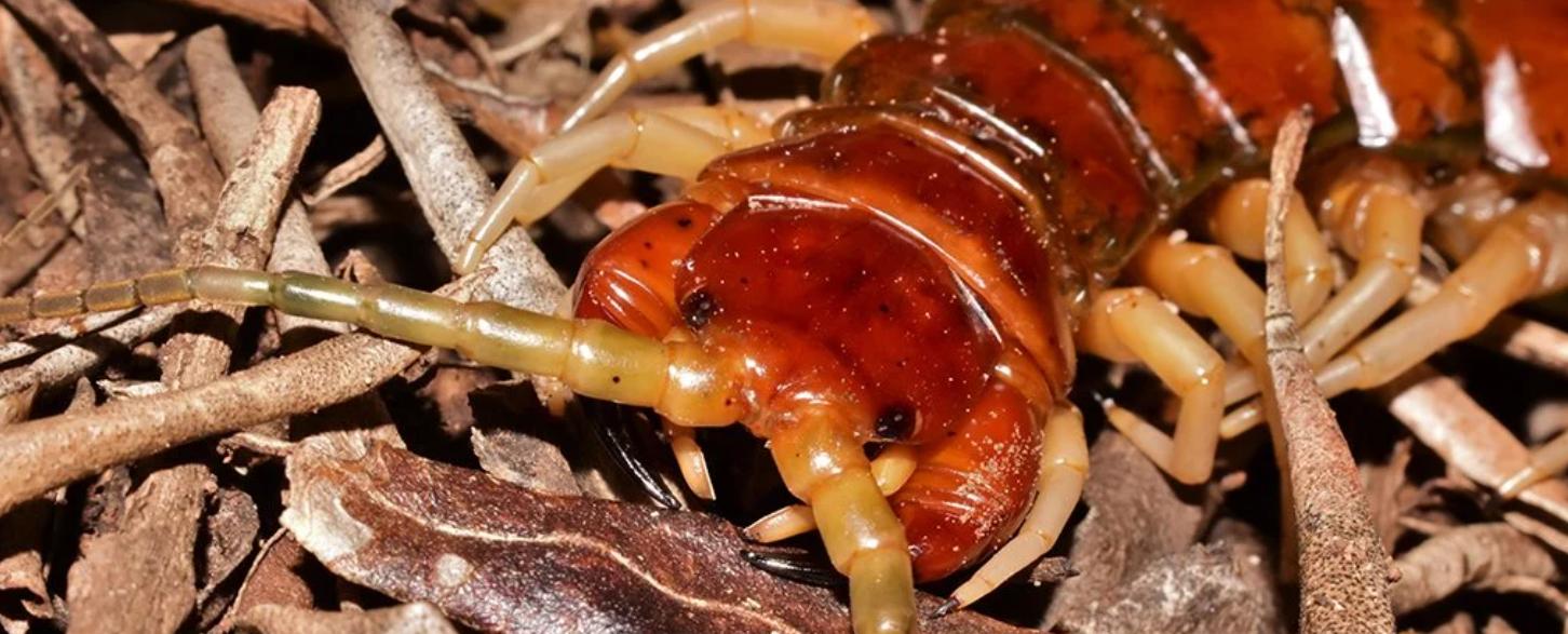 最大蜈蚣捕食,巨型蜈蚣vs海鸟