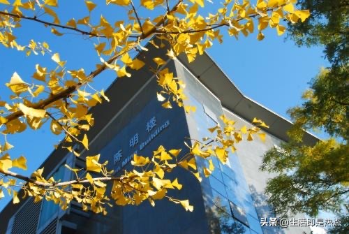 复旦大学法律硕士非法学就业情况,硕士法律非法学就业前景怎么样