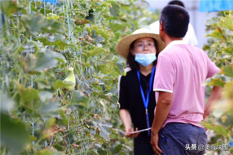 水果之乡陕西大荔,不讲理的大荔县典故