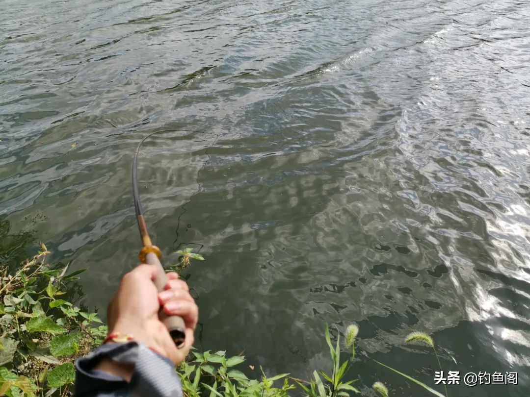 野钓用鲫鱼竿还是综合竿,野钓鲫鱼选鲫鱼竿还是综合竿