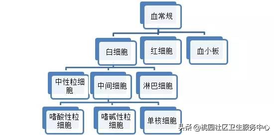 血常规化验单怎么看？掌握这3项就全懂了