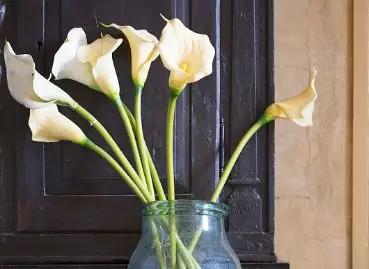 每日送花花语,花语大全送花的讲究