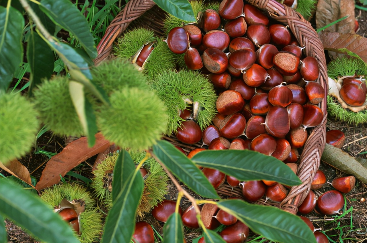补肾食材选择哪些好呢男性,男人补肾益精的食物有哪些呢