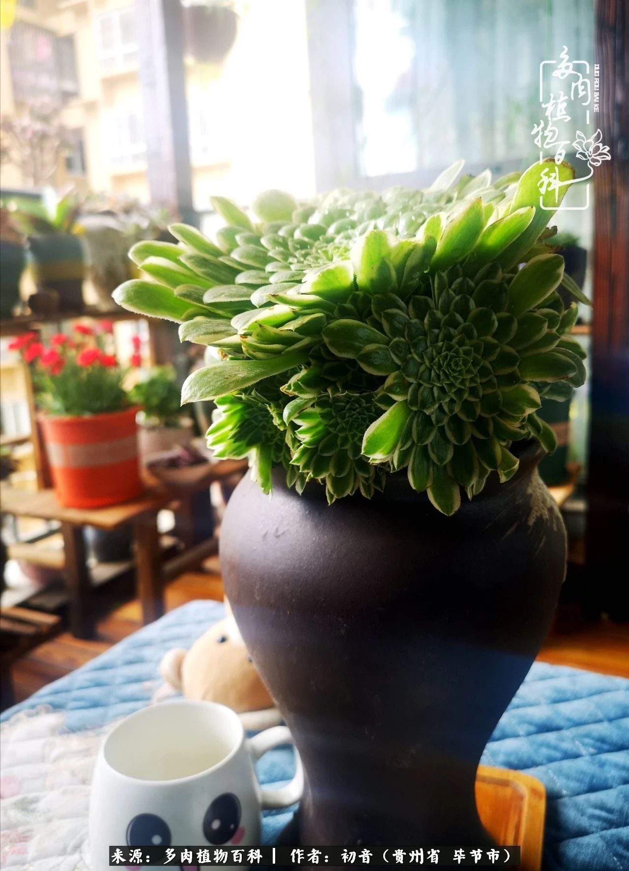 和多肉共度美好时光,与多肉一起成长