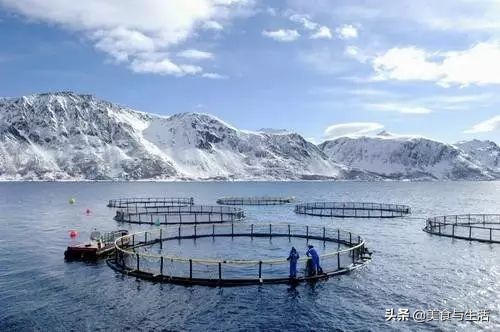 进口挪威三文鱼是冷鲜的吗,挪威三文鱼能放心吃吗