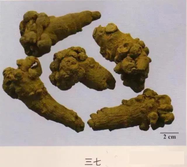 中药材图片大全大图带药名,200多味中药材图谱带图