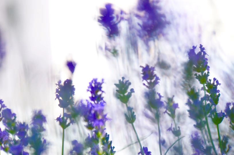 植物物语香草沐浴露,植物园薰衣草