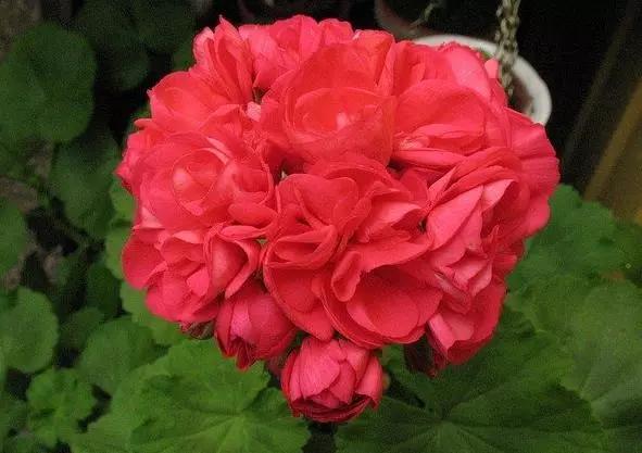 10种天竺葵,天竺葵100种图片大全