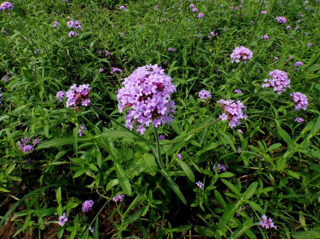 柳叶马鞭草春季养护,柳叶马鞭草阳台