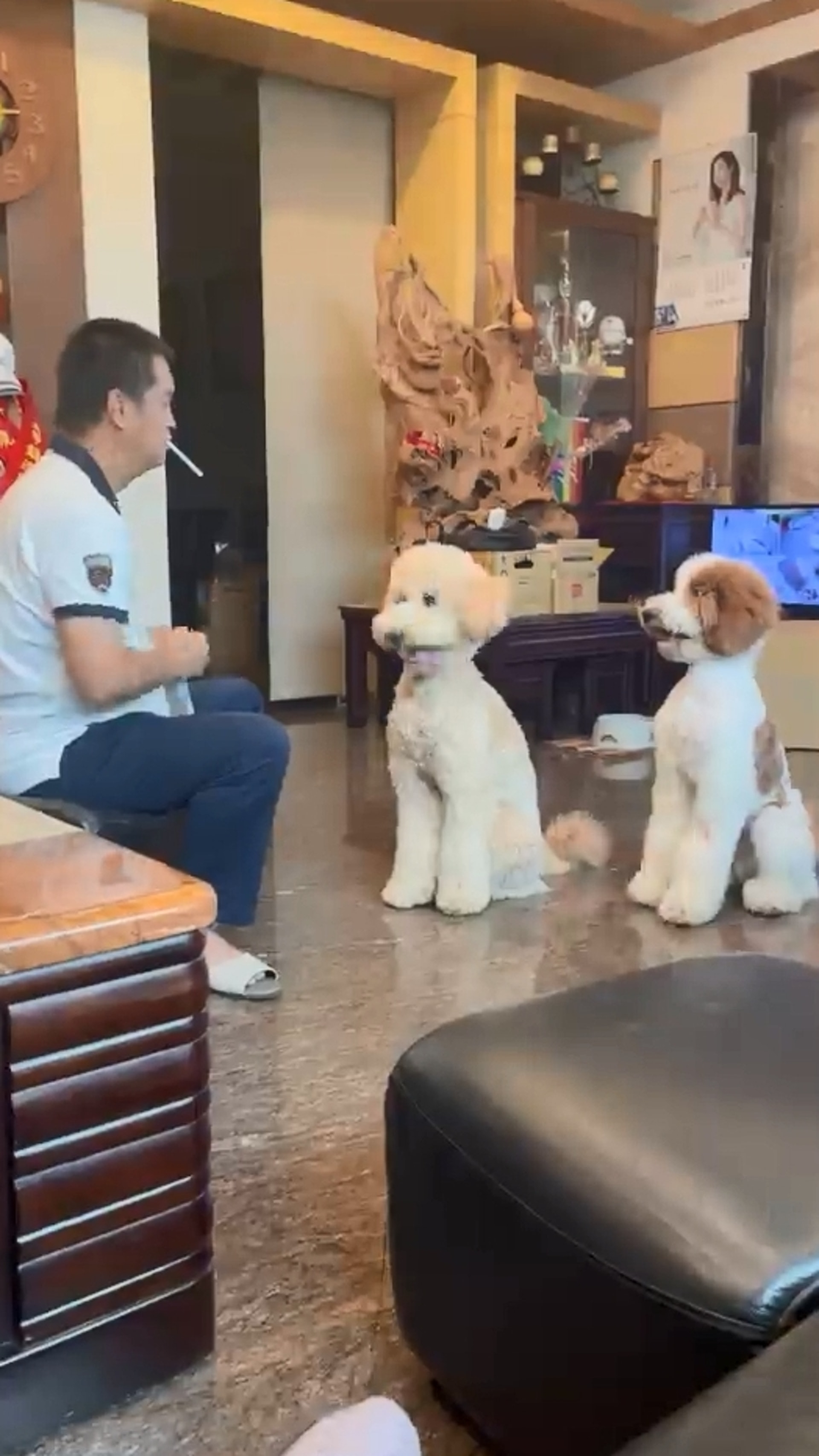 家里两只巨型贵宾犬,巨型贵宾犬发疯