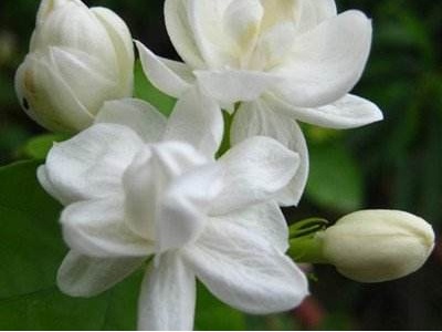 如何养好茉莉花盆栽视频,如何养好重瓣茉莉