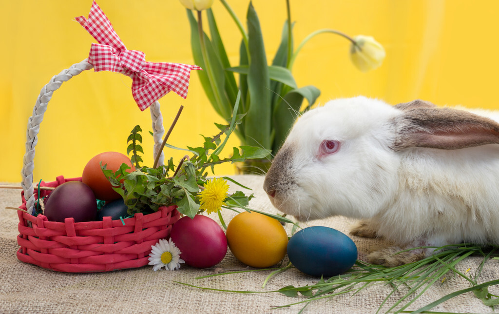 小兔子的脚烂了怎么办,小兔子脚总是湿湿的