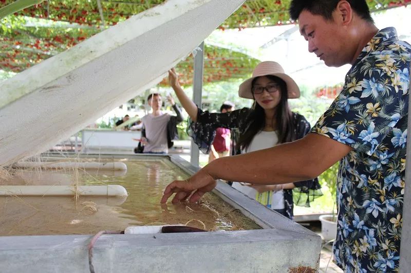 无土栽培和土壤种植技术研究所,农业无土栽培技术培训